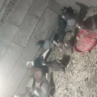 کفتر|پرنده|نرماشیر, |دیوار