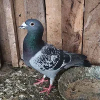 کبوتر زاجر و آلمانی