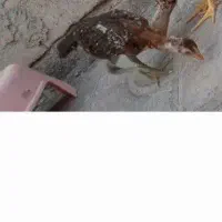 خروس لاری