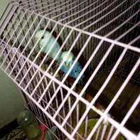 یک جفت مرغ عشق|پرنده|گنبد کاووس, |دیوار