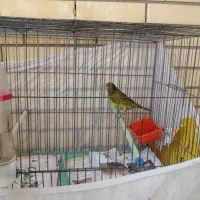 با سلام چند جفت قناری سبز چمنی یکدست