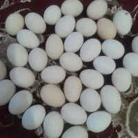 تخم مرغ محلی