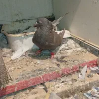 کبوتر گرفتنی