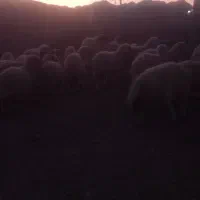 بره نر|حیوانات مزرعه|جیرفت, |دیوار