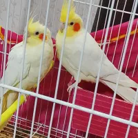 عروس هلندی