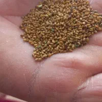 تخم یونجه پایه بلند