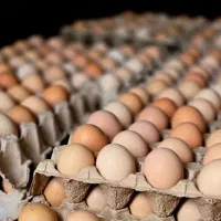 تخم مرغ محلی|خوردنی و آشامیدنی|زنجان, |دیوار