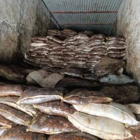 فروش شیره خرما چکیده(سنتی)