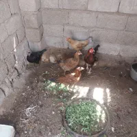 مرغ و خروس