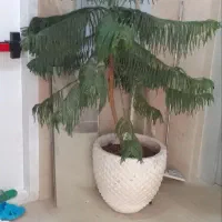 کاج مطبق
