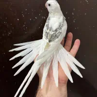 عروس هلندی آلبینو نر دوکت پروانه ای مشکی  لوتینو