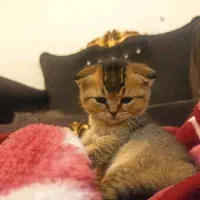 چین چیلا گلد دبل فولد|گربه|تهران, صادقیه|دیوار