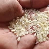 برنج و نیم دانه کامفیروزی