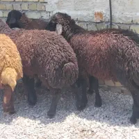 میش  جهت قربانی