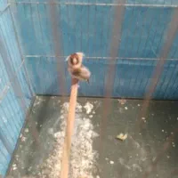 یک عددقناری نرویک عددسهره ماده