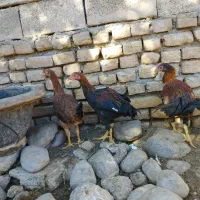 جوجه . مرغ .خروس لاری .جوجه لاری|حیوانات مزرعه|تربت‌حیدریه, ترمینال|دیوار