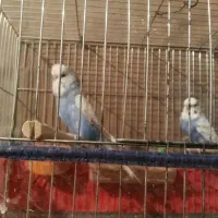 مرغ عشق انگلیسی گرید A