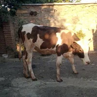 گویرکه