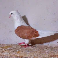 کبوتر  دوکت   جفت