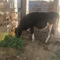 گاو هلشتاین