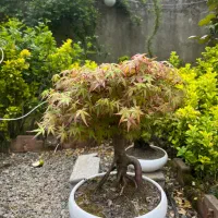 بنسای افرا سبز