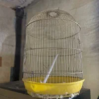 قفس گرد رنگ طلایی|لوازم جانبی حیوانات|هشتگرد, تهران دشت|دیوار