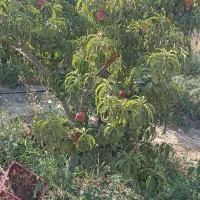 درختان مثمر پایه کوتاه باکیفیت|خدمات باغبانی و درختکاری|شهریار, اسکمان|دیوار