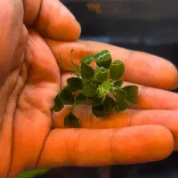 تعدادی و ماهی و گیاه آکواریومی|ماهی|خرم‌آباد, |دیوار