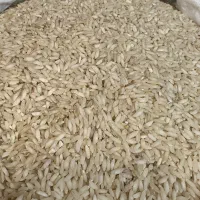 برنج طارم شمالی وعنبر بو