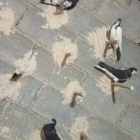 شهری بهبهونی|پرنده|شیراز, شهرک مطهری|دیوار