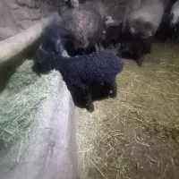 میش بردار|حیوانات مزرعه|بوئین زهرا, |دیوار