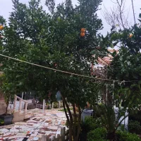 اجاره سوئیت روزانه هفتگی وماهانه|اجارهٔ کوتاه‌مدت آپارتمان و سوئیت|لاهیجان, بازکیاگوراب|دیوار