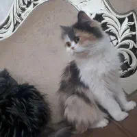فروش گربه پرشین