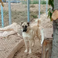 فروش سگ 8ماهه «نر»|سگ|یامچی, |دیوار