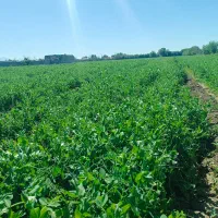 بذر نخود فرنگی|خدمات باغبانی و درختکاری|تنکمان, |دیوار