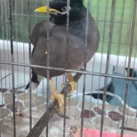 مرغ مینا|پرنده|مبارکه, |دیوار