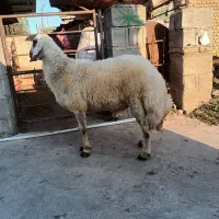 بره قوچ|حیوانات مزرعه|فاضل آباد, |دیوار