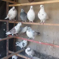 چاقو کفتری|ابزارآلات|قم, انسجام|دیوار