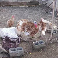 بوقلمون
