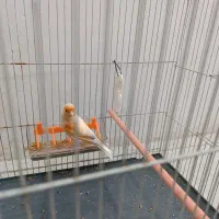 قناری|پرنده|مشهد, کشف|دیوار