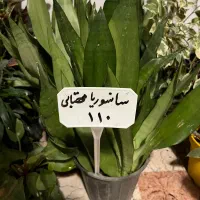 گل آپارتمانی زامفولیا فیکوس سانسوریابه قیمت خرید|گل و گیاه طبیعی|تهران, اباذر|دیوار
