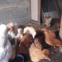 فروش تعدادی جوجه محلی وکاکلی|حیوانات مزرعه|لنگرود, |دیوار