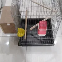 قفس عروس هلندی