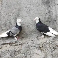 یک جفت کفتر درجایی فول