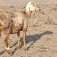 بره ماده چینی عربی بز میش