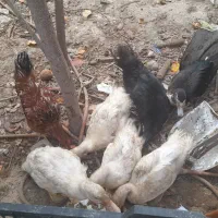 جوجه اردک خارجی|حیوانات مزرعه|صادق آباد, |دیوار