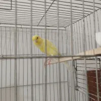 2جفت قناری رسمی بلند