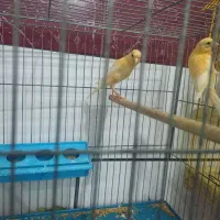 قناری|پرنده|بندر ماهشهر, |دیوار
