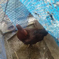 مرغ و خروس لاری