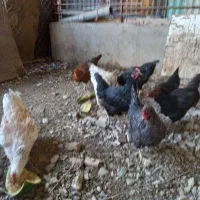 فروش مرغ|حیوانات مزرعه|شاهدشهر, |دیوار